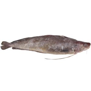 Abrotea Inteira Fresca Mambo Kg