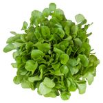 Agriao-Hidroponico-300g
