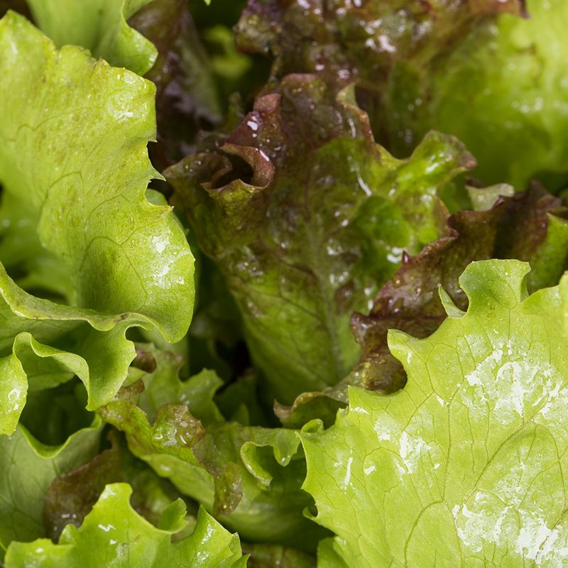Alface-Crespa-Crocante-Salada-Viva