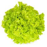 Alface-Crespa-Hidroponica-Hasegawa