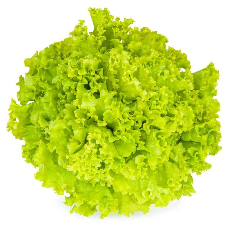 Alface-Crespa-Hidroponica-Hasegawa