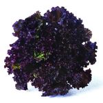 Alface-Crespa-Roxa-Hasegawa
