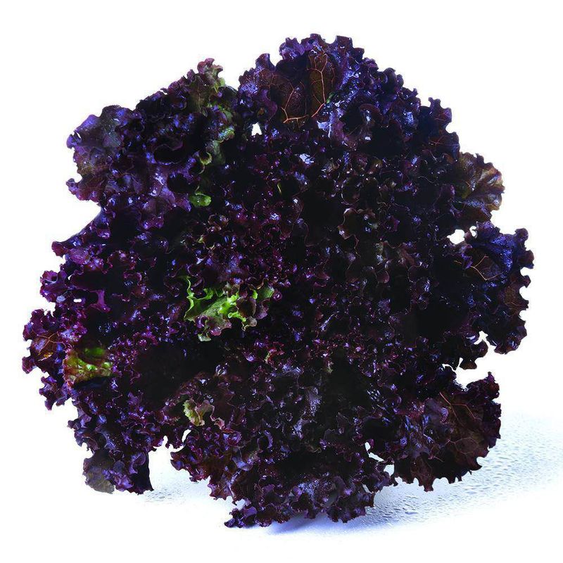 Alface-Crespa-Roxa-Hasegawa