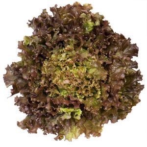 Alface Roxa Hidropônica Hasegawa