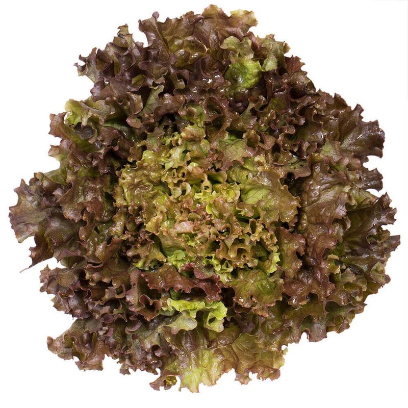 Alface-Roxa-Hidroponica-Hasegawa-Unidade