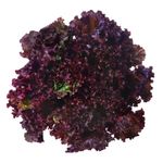 Alface-Roxa-Horta-E-Arte