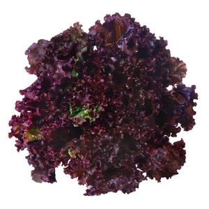 Alface Roxa Horta e Arte