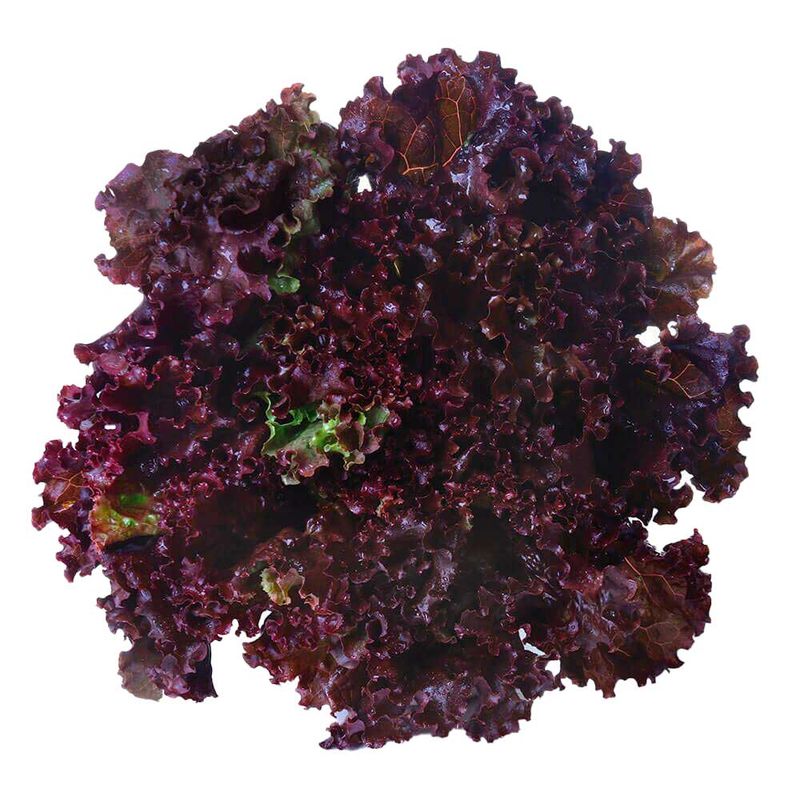 Alface-Roxa-Horta-E-Arte
