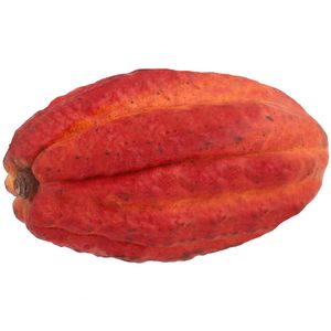 Cacau