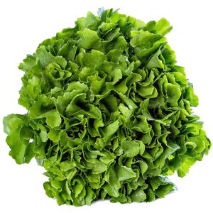 Escarola Orgânica Horta e Arte Pacote