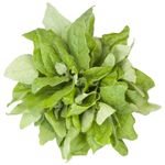 Espinafre-Hidroponico-Balestrim-Maco