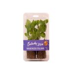 Manjericc3a3o-Italiano-Tempero-Fresco-Salada-Viva