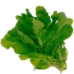 Rucula-Organico-Horta-E-Arte-Maco