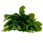 Rucula-Organico-Horta-E-Arte-Maco