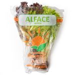 alface-bicolor-hidroponico-balestrim