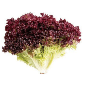 Alface Crespa Roxo Orgânica Sitio Cambará