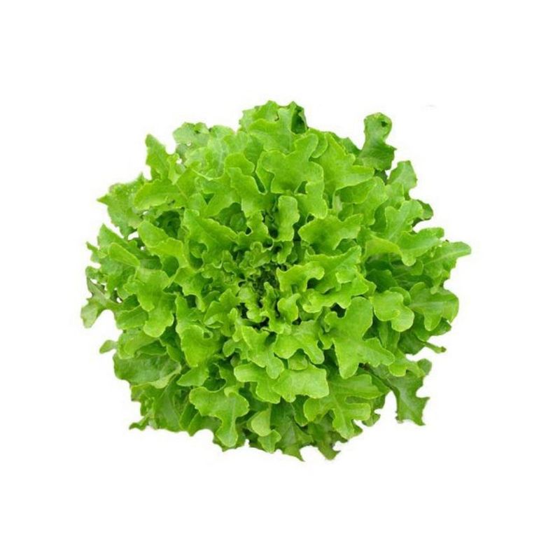 266155-Alface-Mimosa-Organica-Pacote-Horta-e-Arte