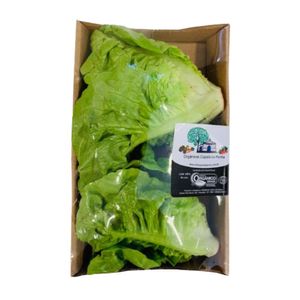 Mini Alface Romana Capela da Penha 100g
