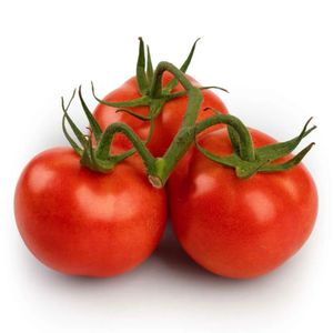 Tomate em Rama Fonte Verde Kg