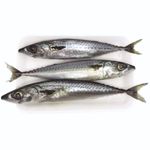 134319-cavalinha-limpa-fresca-momento-mambo-kg