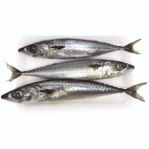 Cavalinha Limpa Fresca Mambo Kg