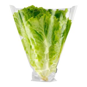 Alface Crespa Gourmet Salada Fresca